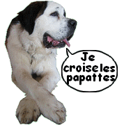 URGENT FEMELLE SAINT BERNARD DE 2 ANS!!!!!! 290945